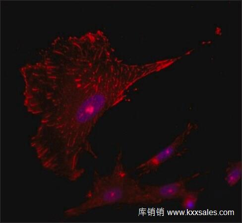 Sigma Anti-Tensin 1 antibody produced in rabbit 抗体 SAB4200283-200ul