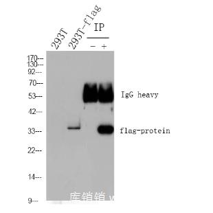 Brand 普兰德 HRP Goat Anti Mouse IgG(H+L)