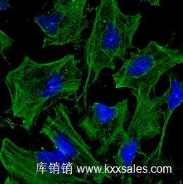 GeneTex beta Actin antibody 