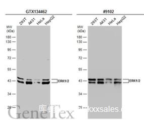 GeneTex ERK1/2 antibody