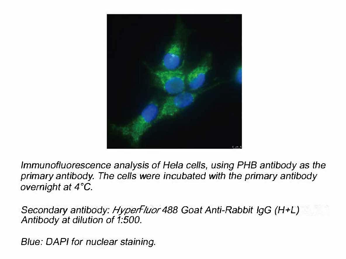 APExBIO HyperFluor™ 488 Goat Anti-Rabbit IgG (H+L) Antibody