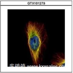 GeneTex beta Tubulin antibody 抗体